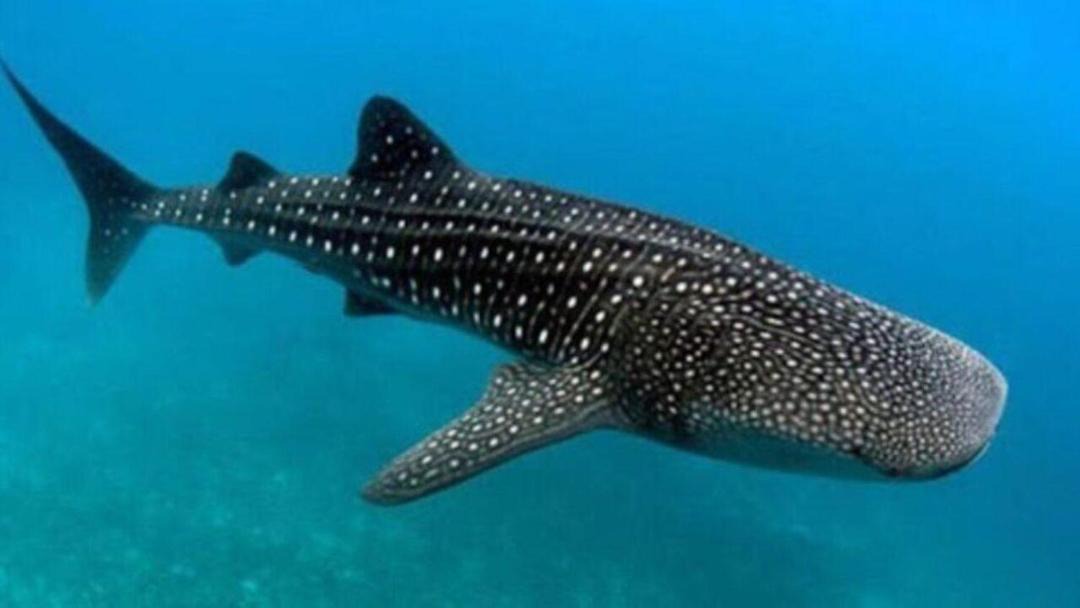 Photo of Others in Agua de las Flores