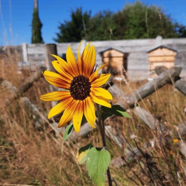 Photo of Others in Sainte-Marguerite-sur-Duclair