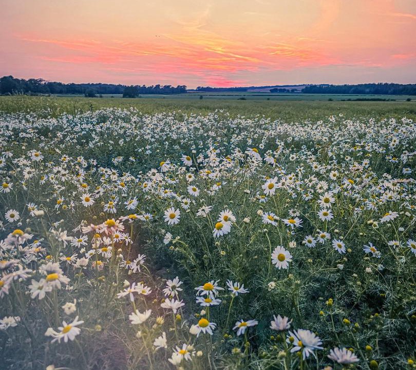 Photo of Others in East Linton