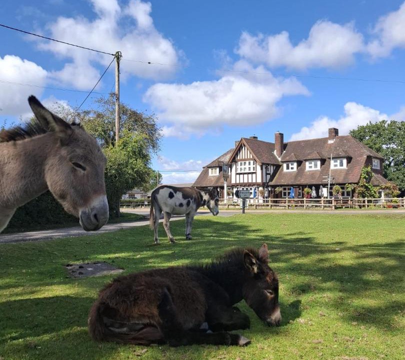 Photo of Others in New Forest District
