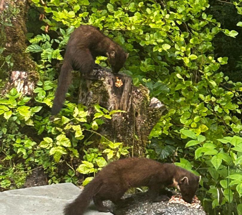 Photo of Others in Invergarry