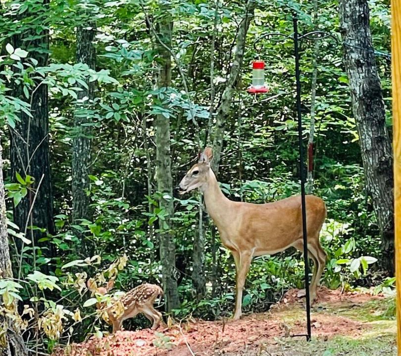 Photo of Others in Morganton