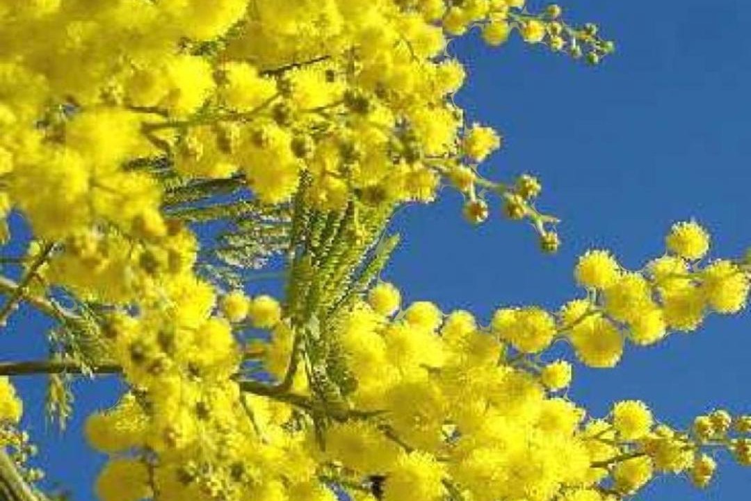 Photo of Others in Pegomas