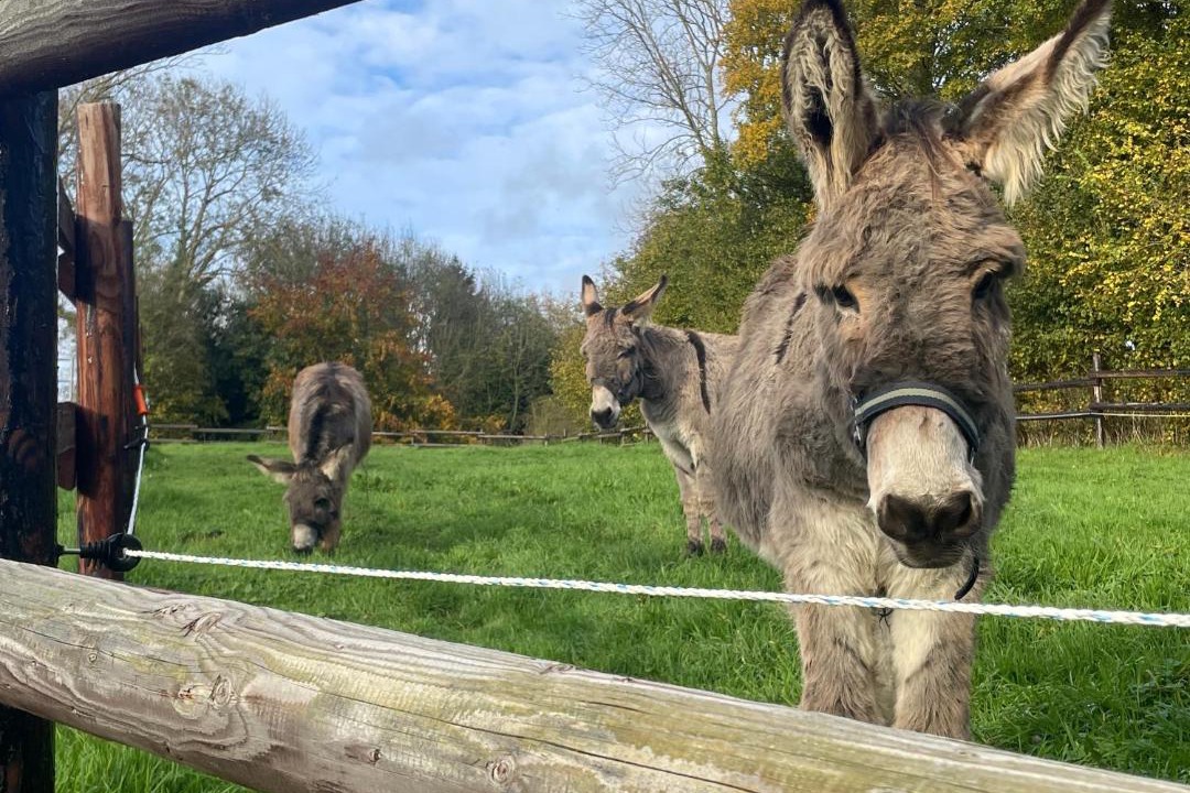 Photo of Others in Livry