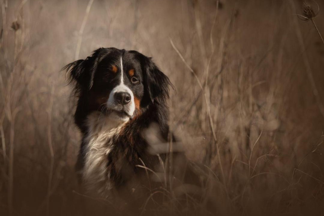 Photo of Human In Picture in Baron