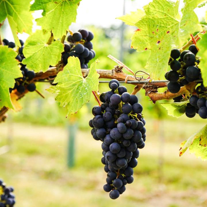 Photo of Others in Layer Marney