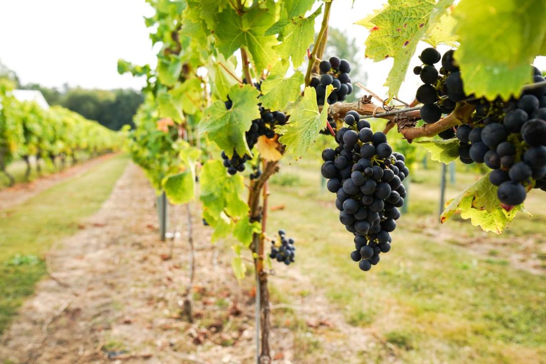 Photo of Others in Layer Marney