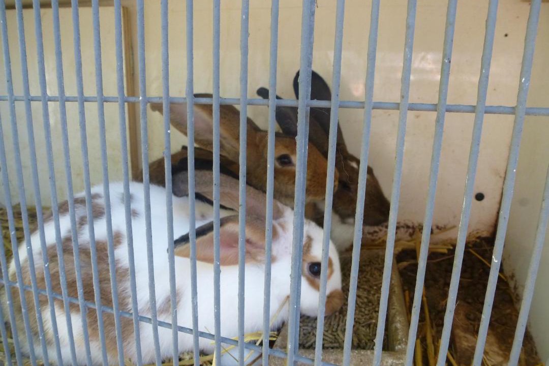 Photo of Others in Audinghen