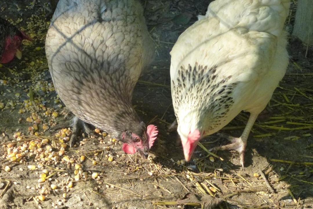 Photo of Others in Audinghen