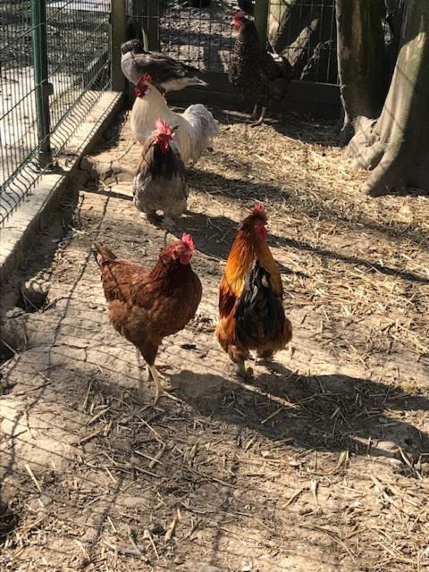 Photo of Others in Audinghen