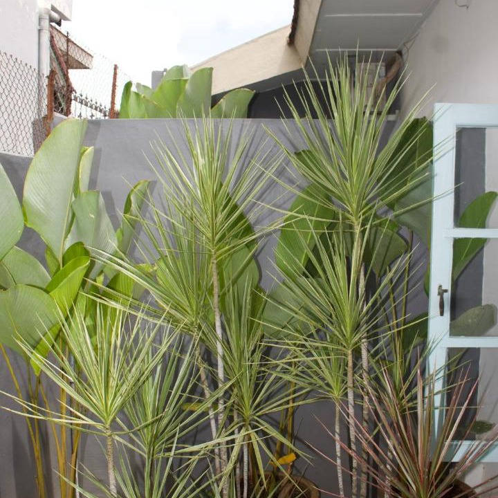 Photo of Others in Banyuwangi