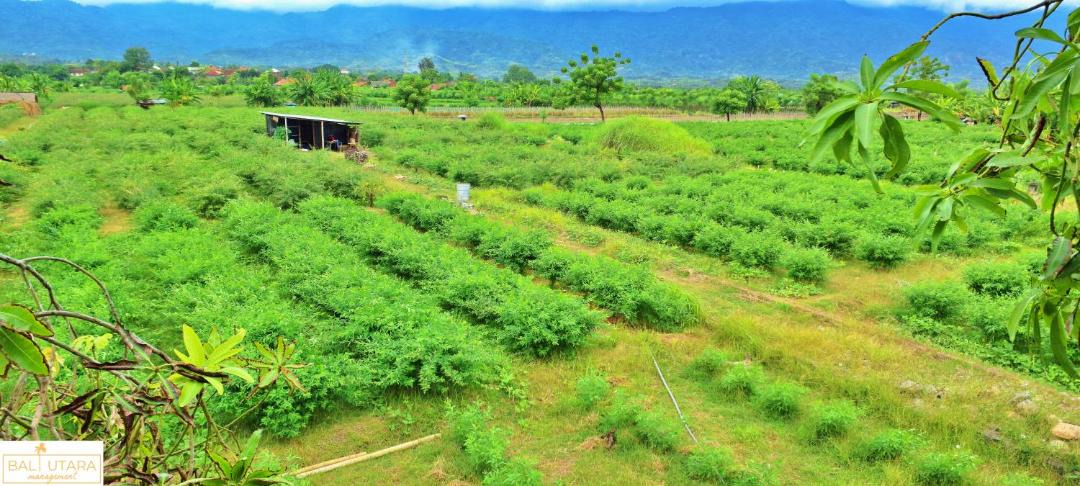 Photo of Others in Kalisada