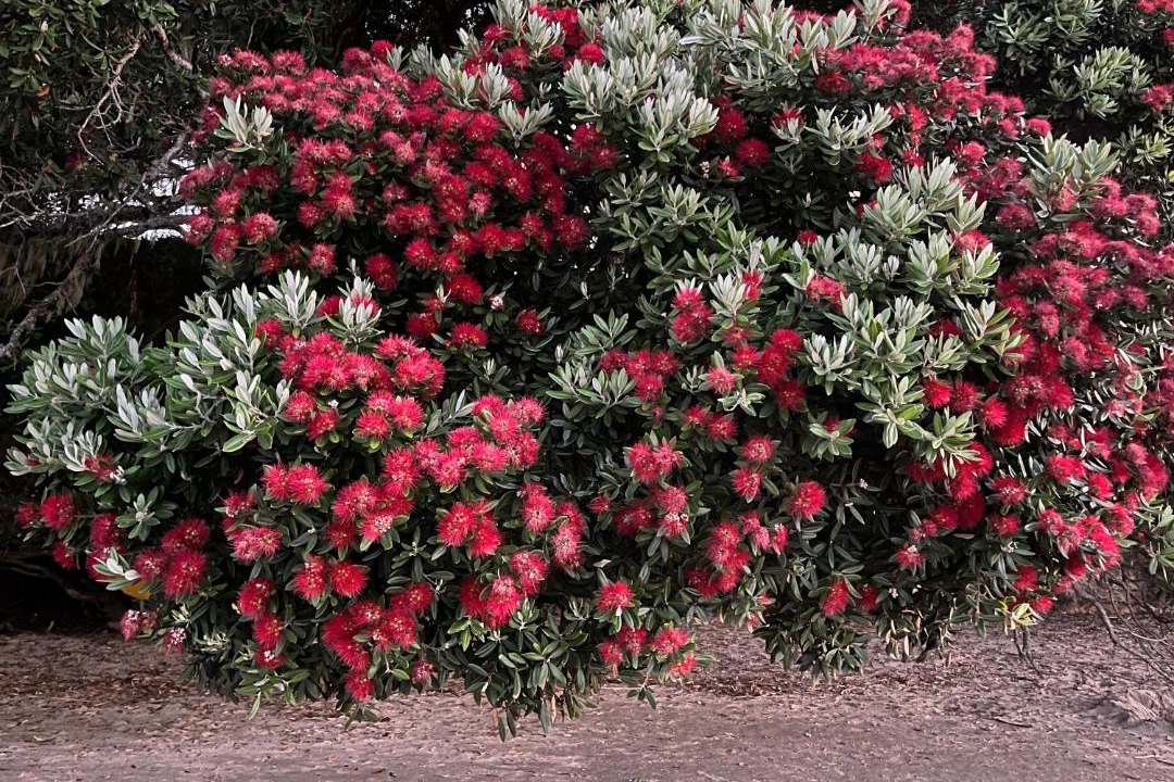 Photo of Outdoor in Coopers Beach