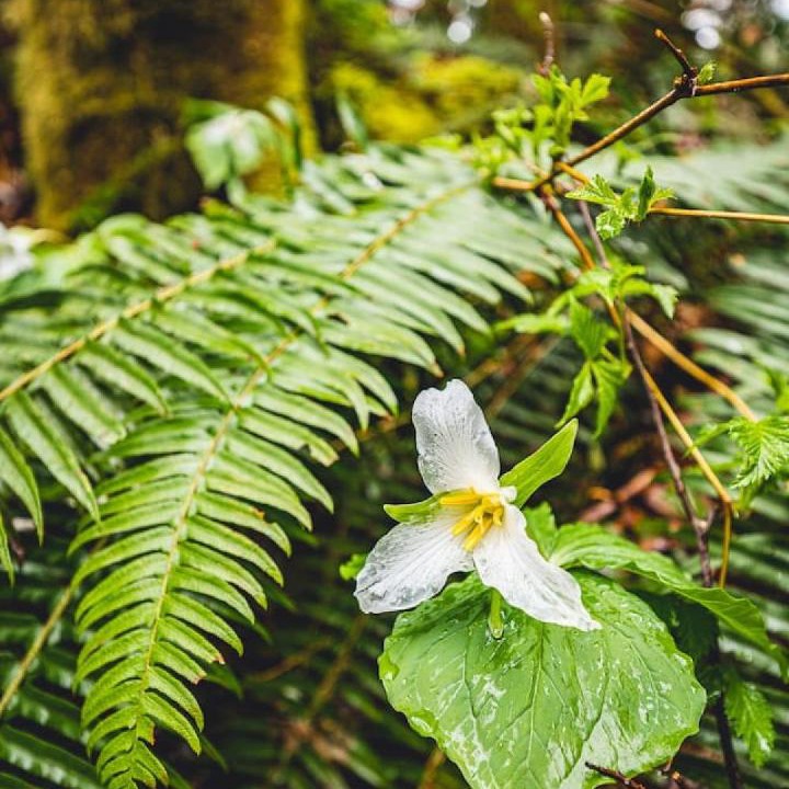 Photo of Others in Forks