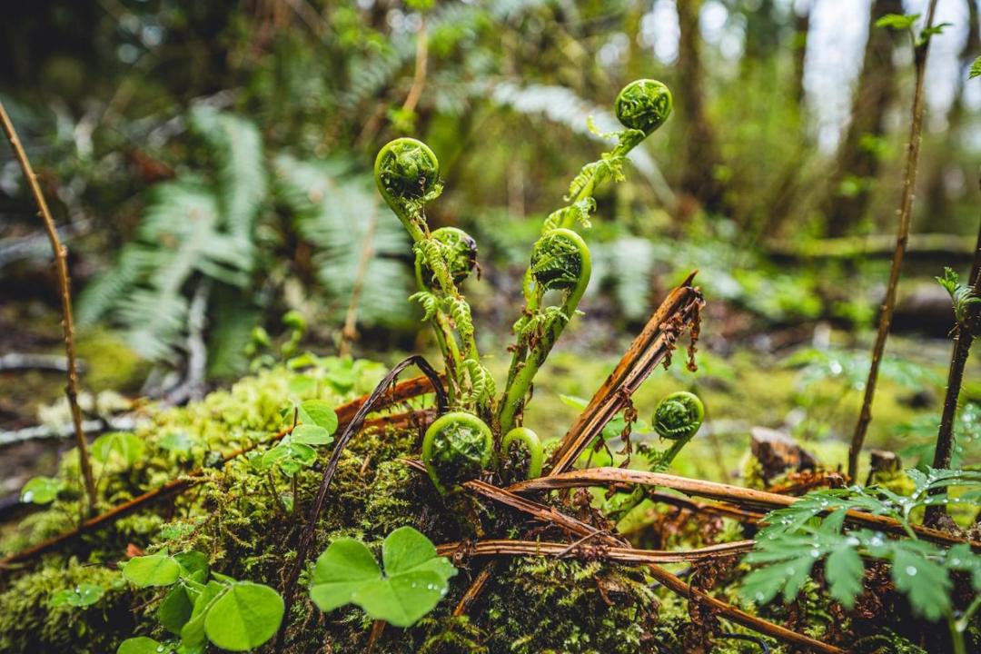 Photo of Others in Forks