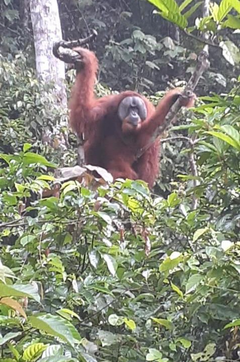 Photo of Others in Bukit Lawang