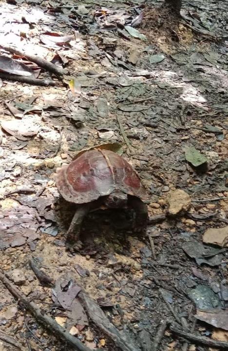 Photo of Outdoor in Bukit Lawang