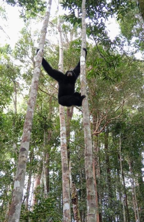 Photo of Others in Bukit Lawang