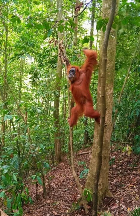 Photo of Others in Bukit Lawang