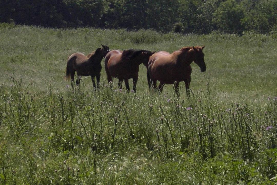 Photo of Others in Pradelles-Cabardes