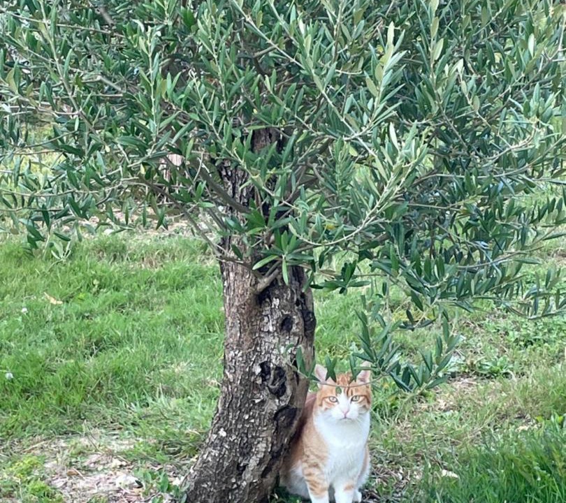 Photo of Others in Soyaux