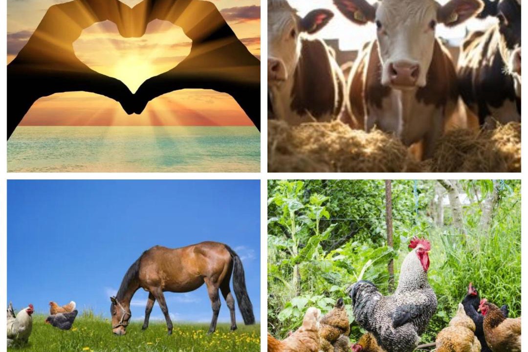 Photo of Others in Radinghem-en-Weppes