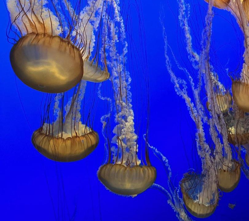 Photo of Others in Monterey