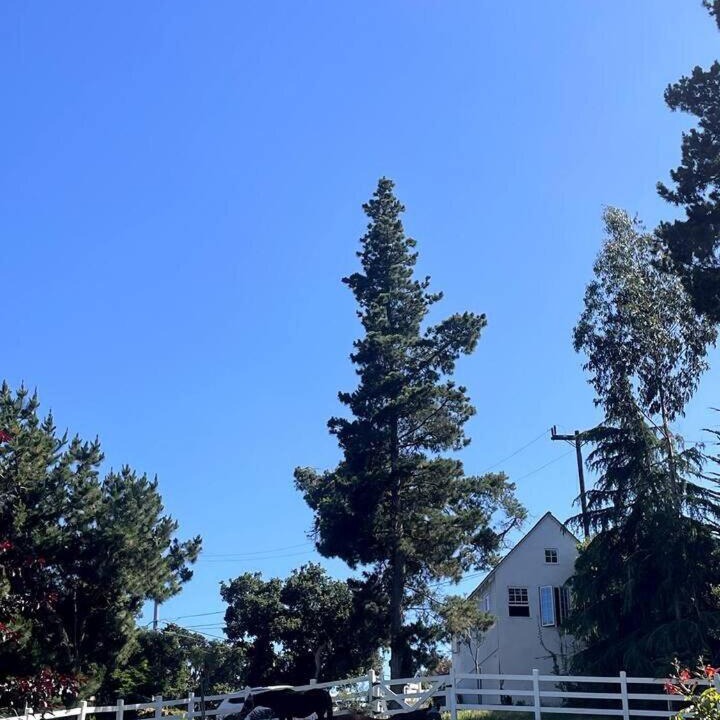 Photo of Others in Monterey