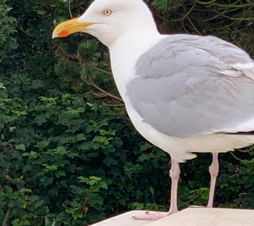 Photo of Others in Clacton-on-Sea