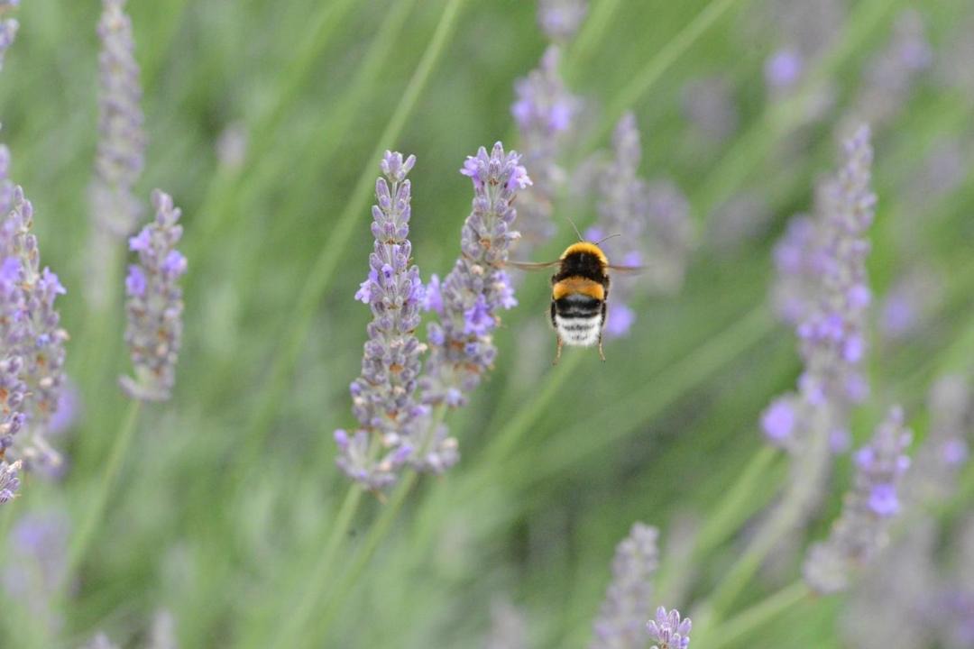 Photo of Others in Derce