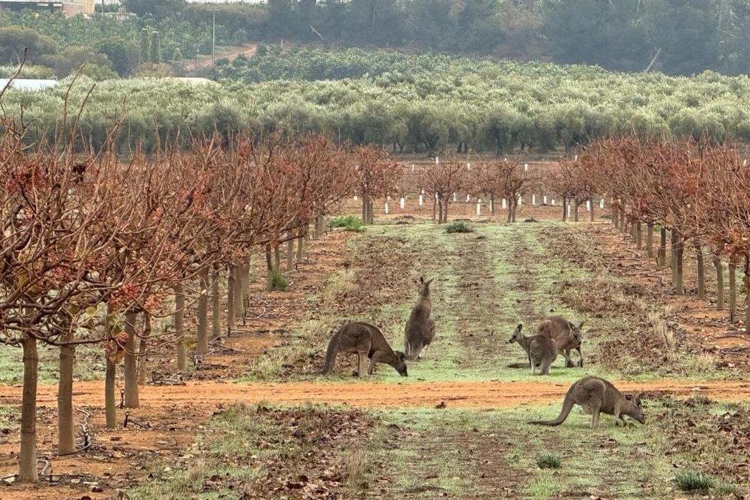 Photo of Others in Markaranka