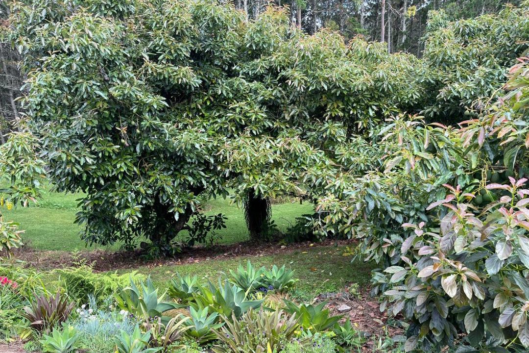 Photo of Others in Aongatete