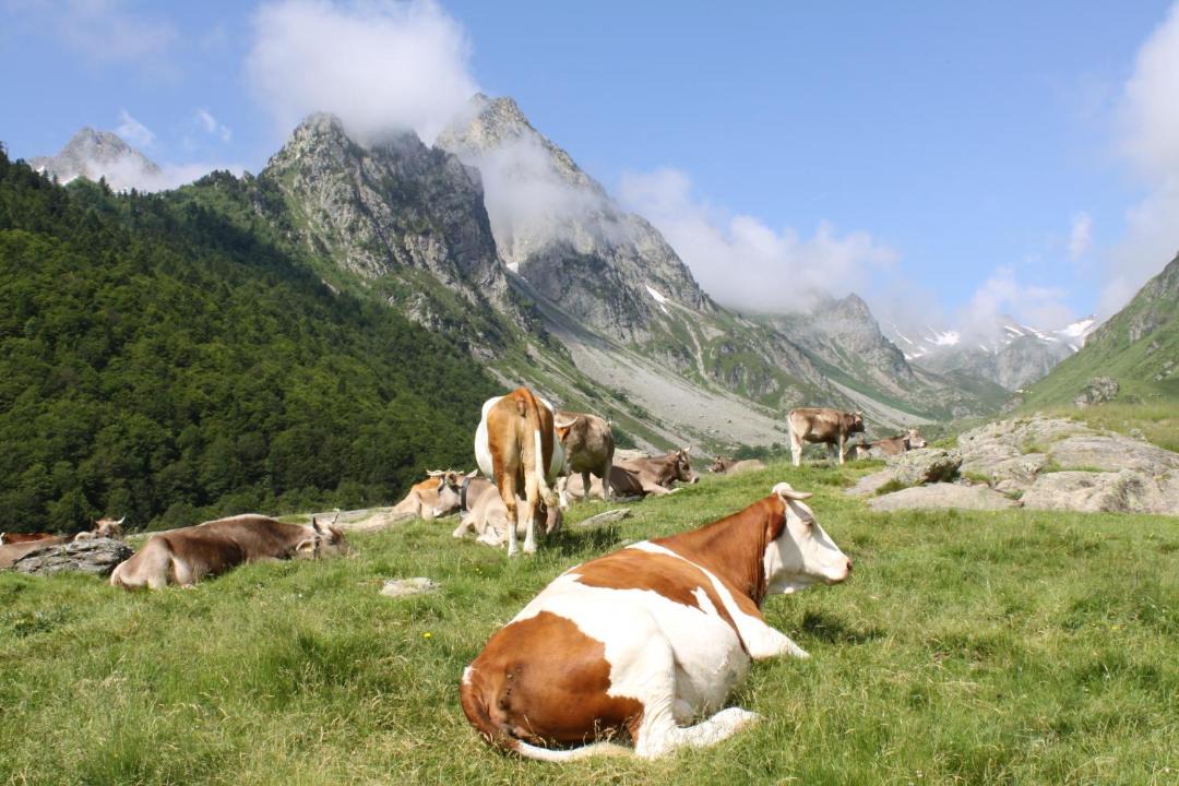 Photo of Others in Arrens-Marsous