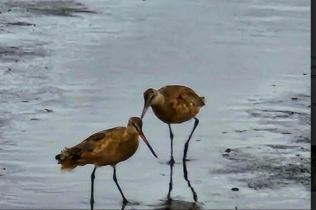 Photo of Human In Picture in Copalis Beach