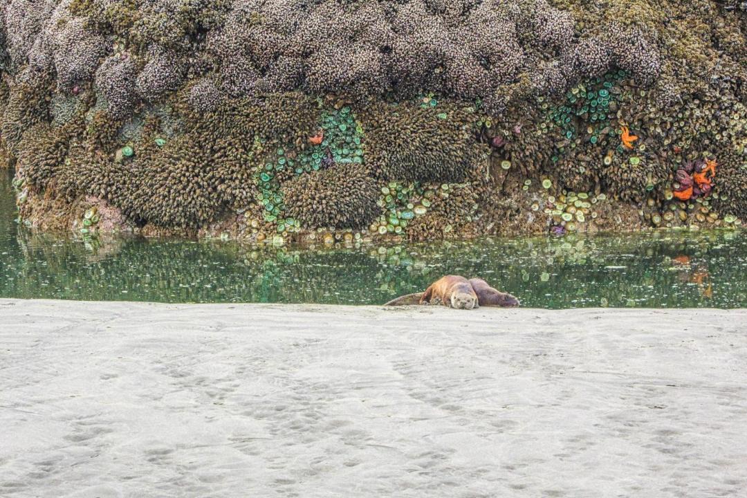 Photo of Others in Copalis Beach