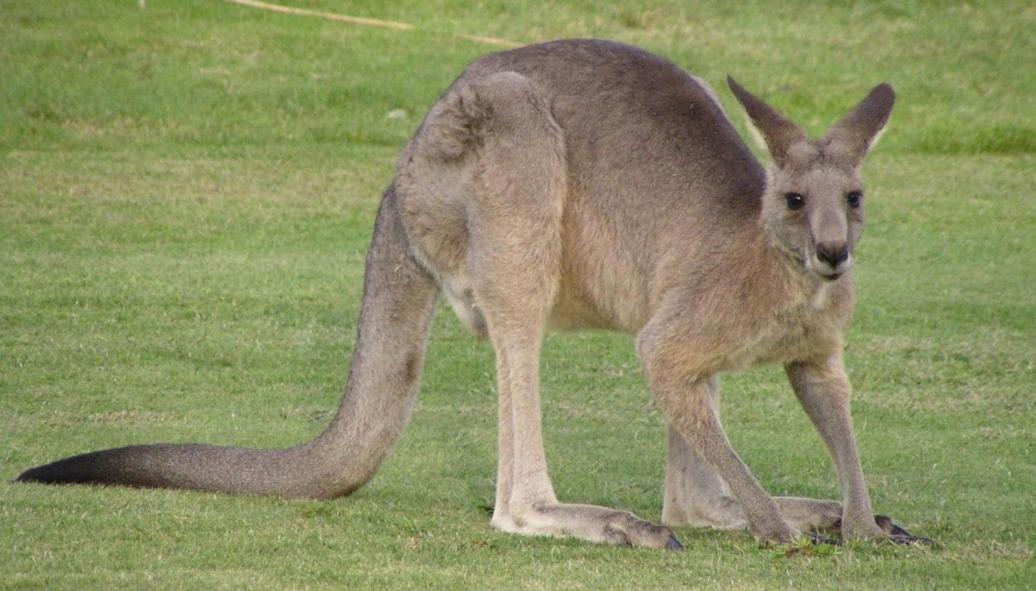 Photo of Others in Dromana