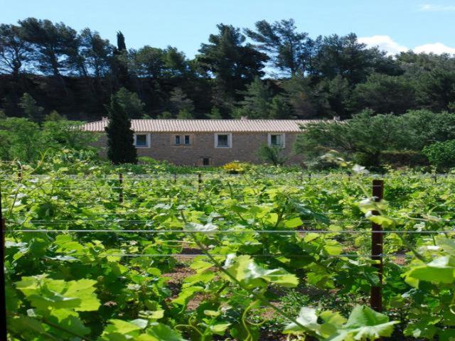 Photo of Others in Pouzols-Minervois