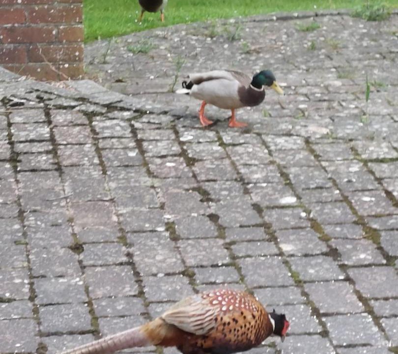 Photo of Others in Shirrell Heath