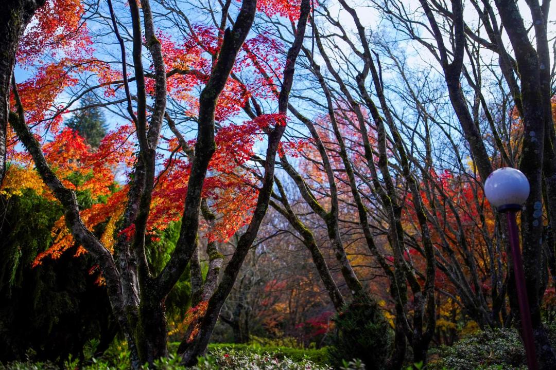 Photo of Others in Mount Wilson