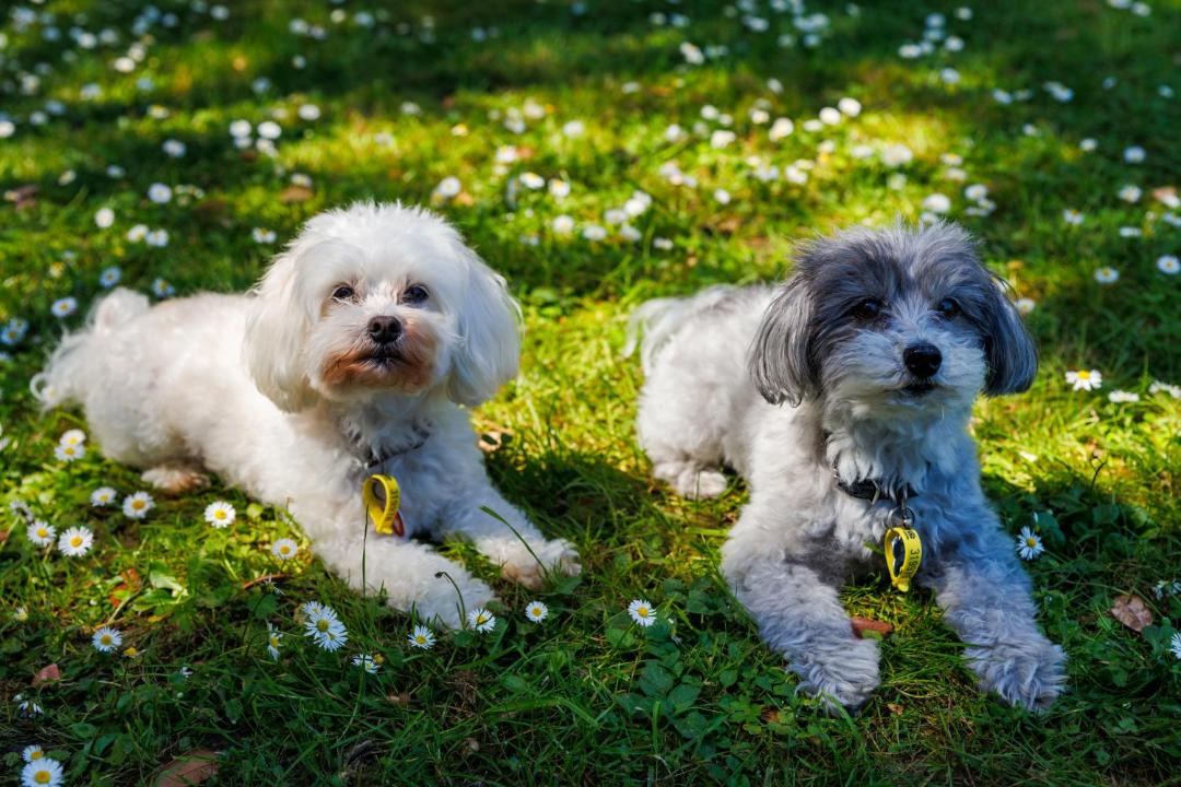 Photo of Outdoor in Ostend