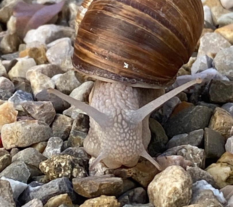 Photo of Others in Beaune