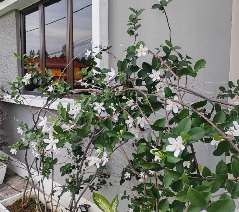 Photo of Others in Klebang Besar