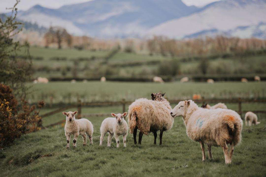 Photo of Others in Bassenthwaite