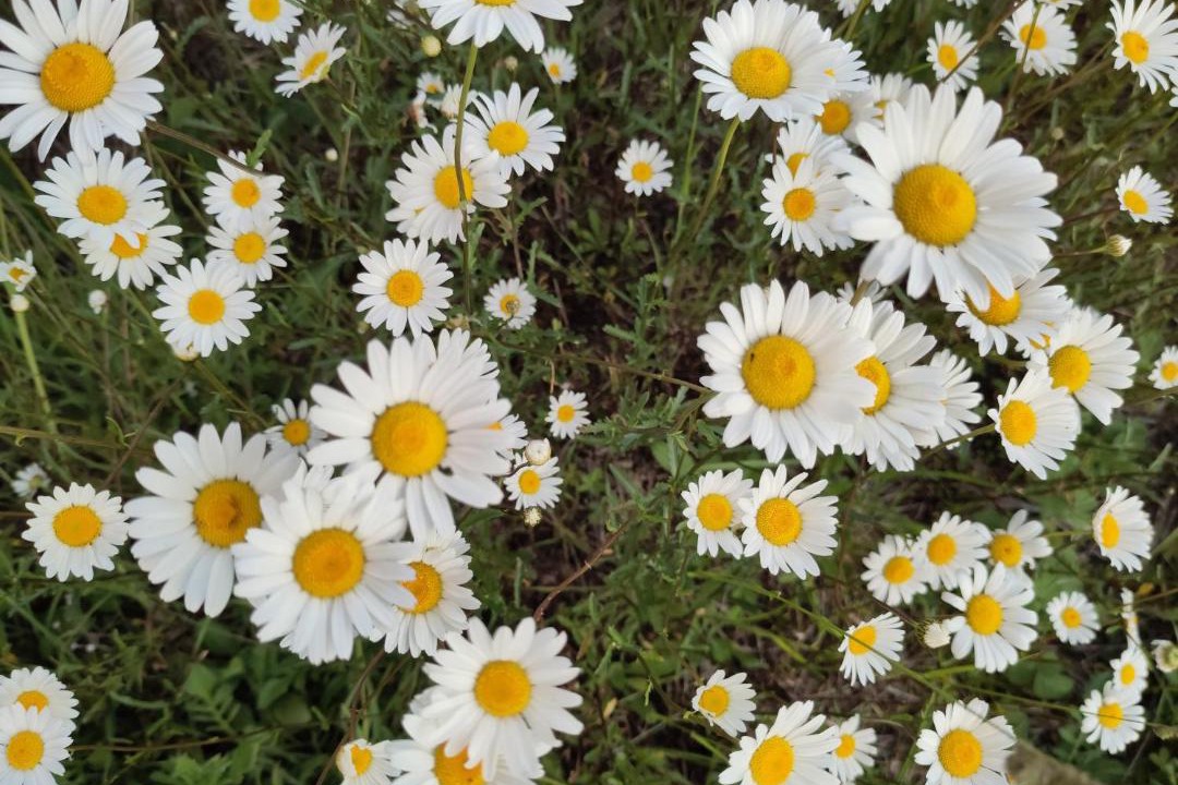 Photo of Others in Pont Farcy