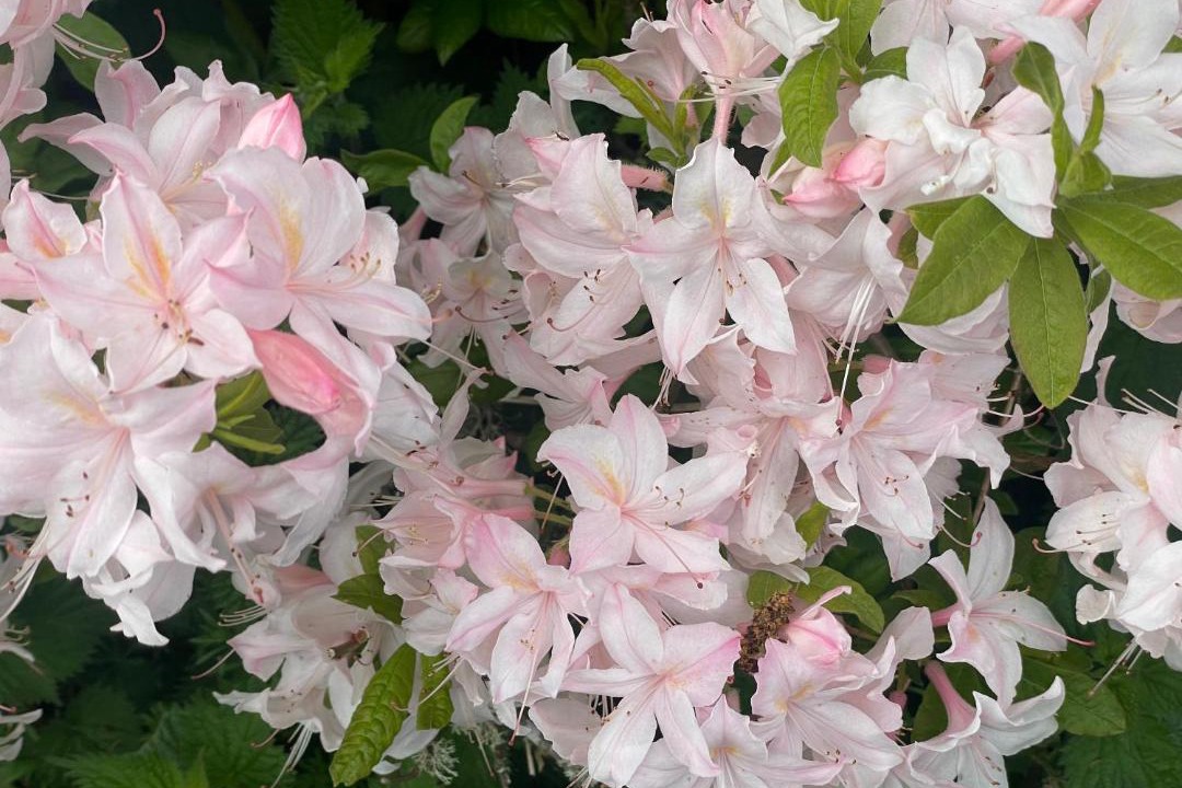 Photo of Others in Kippen