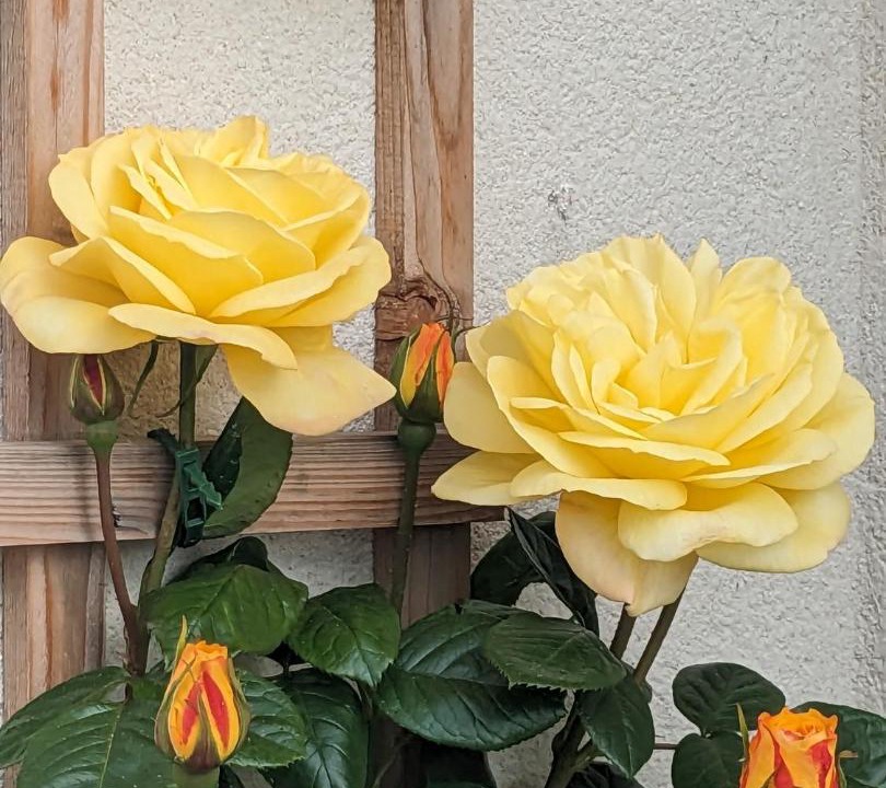 Photo of Others in Scawton