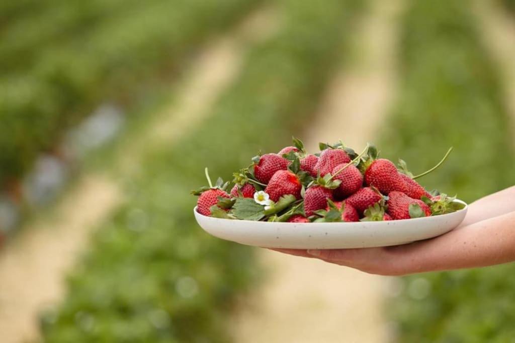 Photo of Others in Tamahere