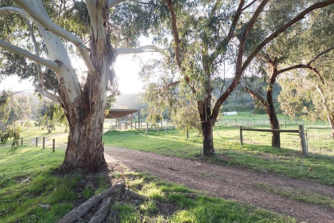 Photo of Others in Strath Creek