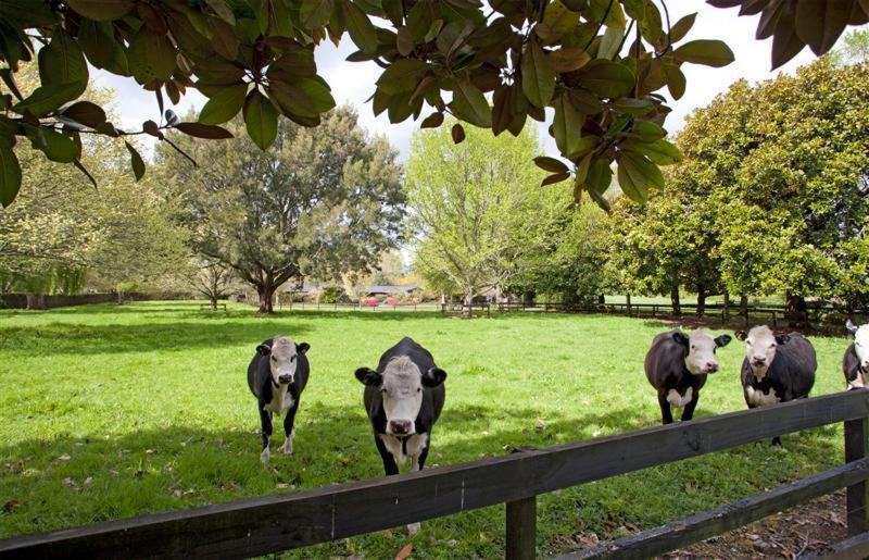 Photo of Others in Tamahere