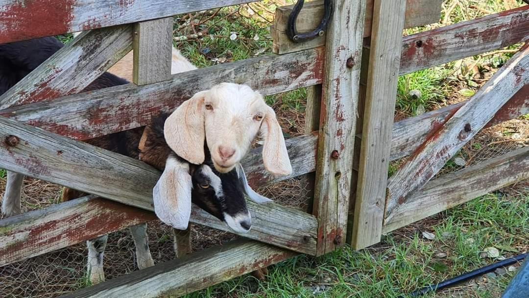 Photo of Others in Northland